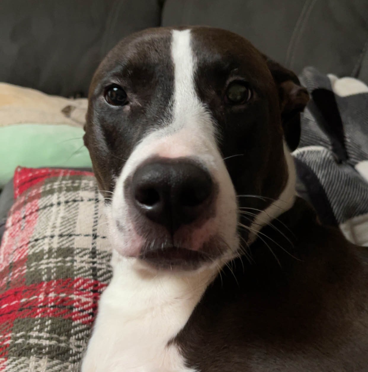 Mabel, my dog