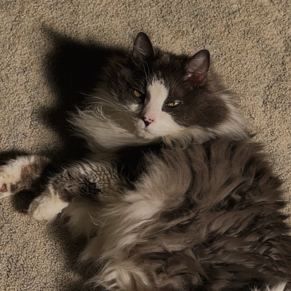 Moo, my cat