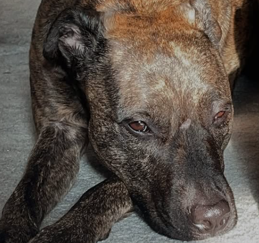 Tessa, my dog