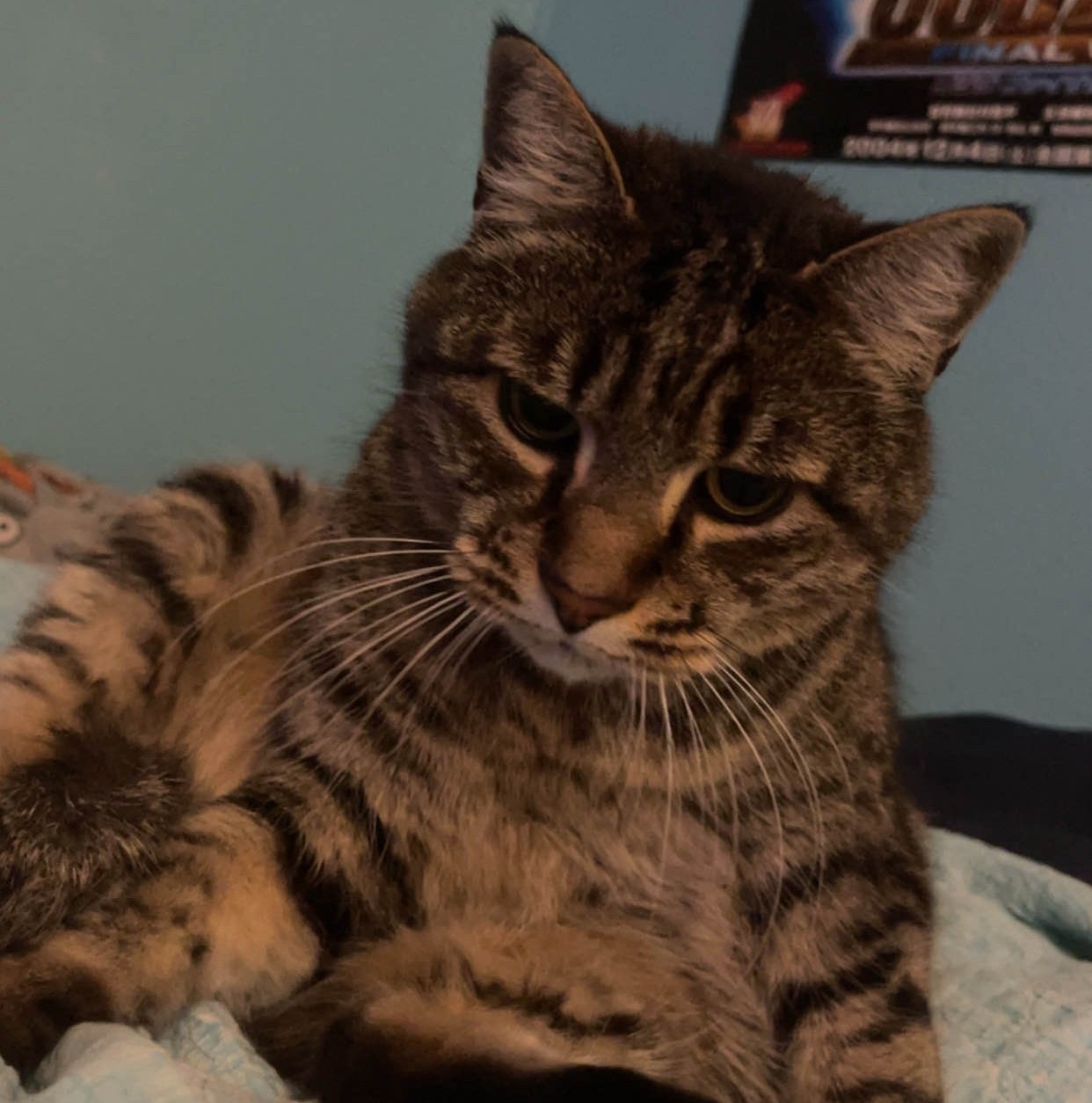 Tibbles, my cat